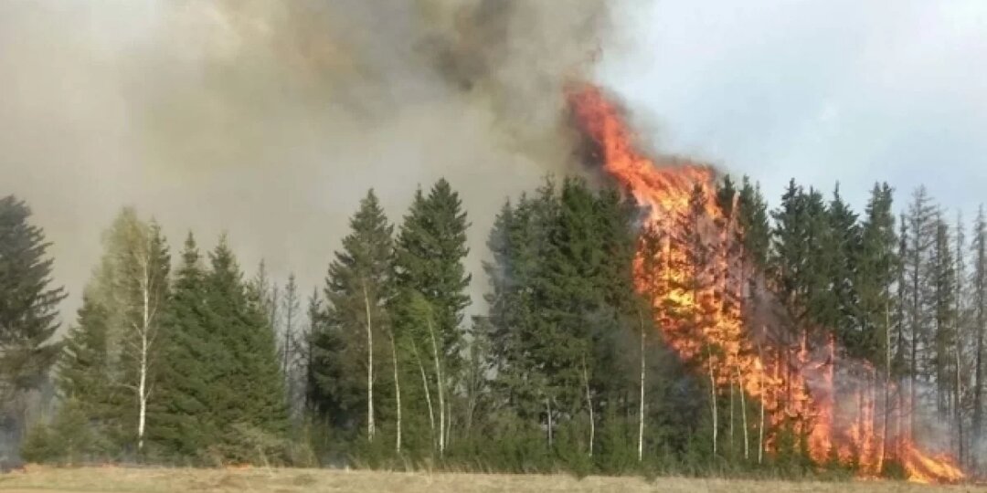 В Первомайском районе Томской области введён режим ЧС из-за лесных пожаров