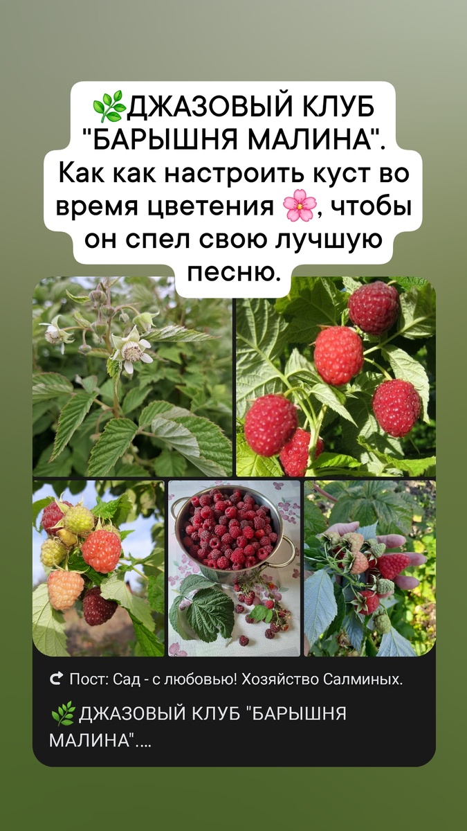 Наш любимый малиновый джаз!