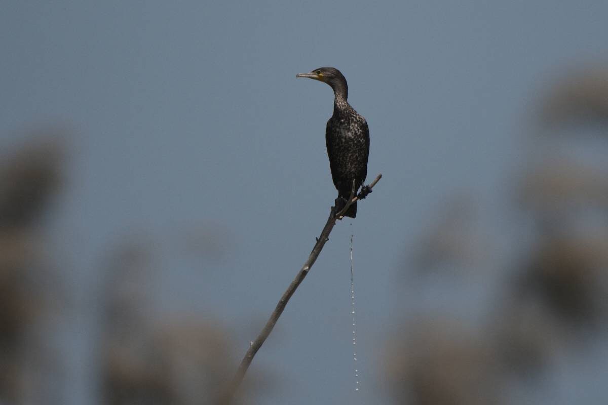Фото с сайта: https://birds.kg/v2photo.php?l=en&s=002700532&n=1&t=9&saut=0&sor=desc&sortby=1&p=0&si=krg