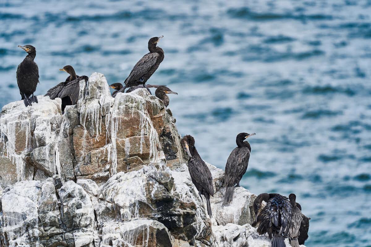 Фото с сайта: https://theconversation.com/how-a-pre-incan-civilisation-thrived-in-the-atacama-desert-thanks-to-seabird-poo-fertiliser-153759