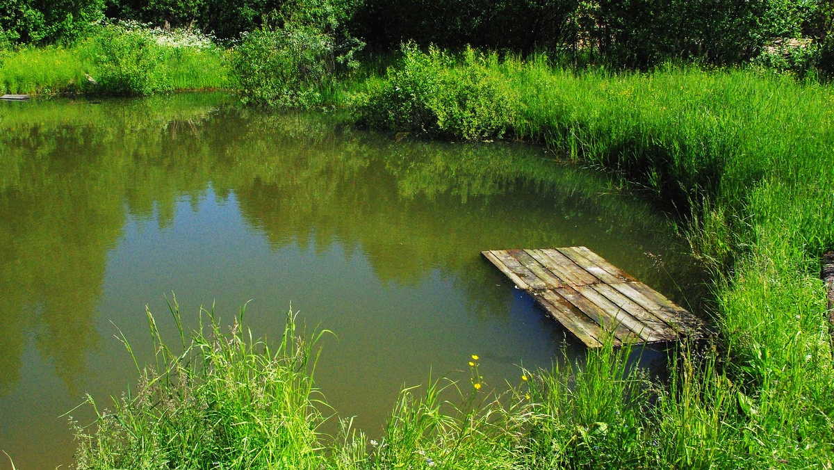    фото: pixabay.com