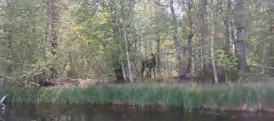    фото: скриншот из видео, https://vk.ru/vodlozero