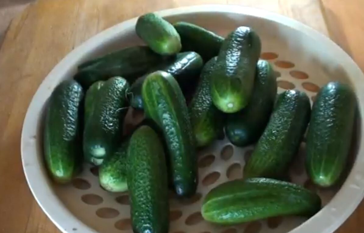 Огурцы для засолки