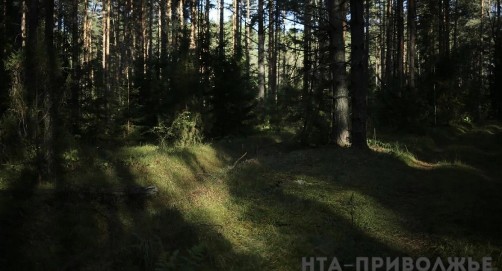 Четыре уголовных дела возбуждено за незаконную рубку леса в Оренбуржье