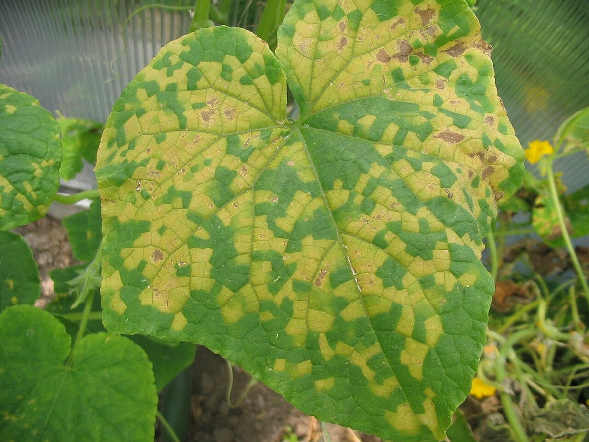 Фото: вирусная мозаика на листе огурца. Источник: SuperAgronom.
