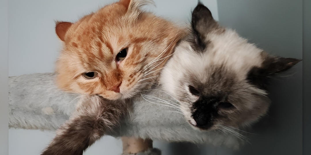 Мемы с котиками для отличного настроения: 15 смешных фото про кошачью любовь к проточной воде