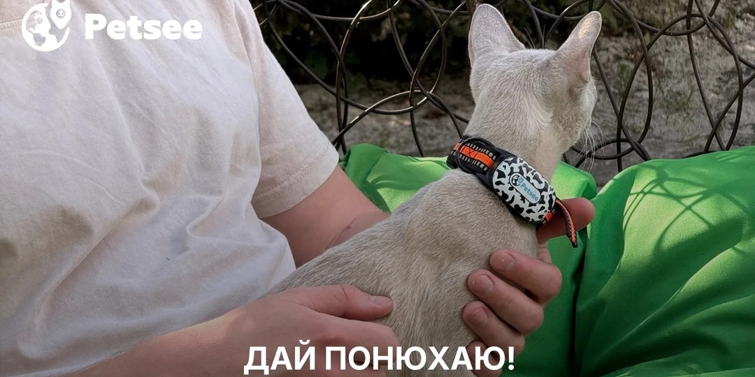 Кошка подходит к лицу и нюхает ваше дыхание? Вот что она пытается узнать на самом деле