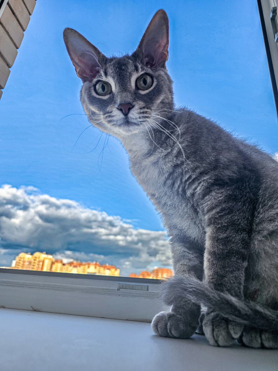 Локи
