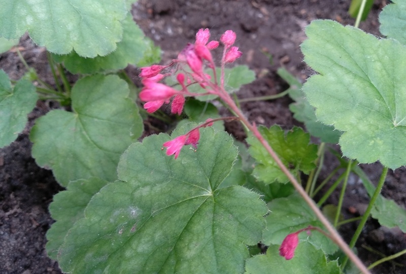 Цветение Heuchera с фотографиями: три истории в палитре сада