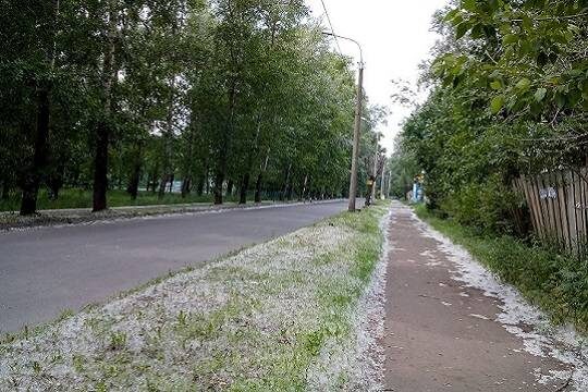 Биолог дала несколько советов, которые помогут легче пережить сезон тополиного пуха