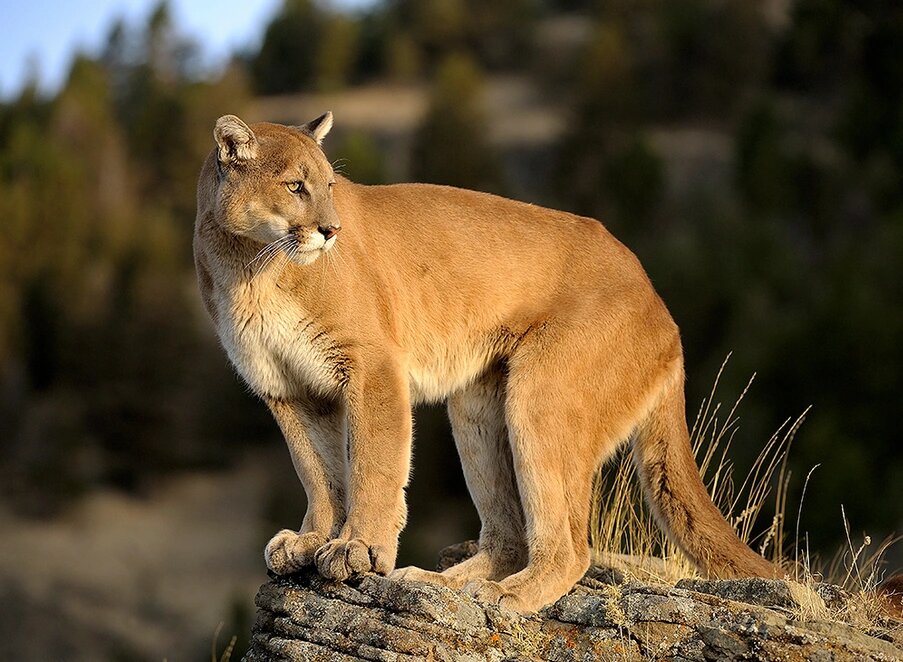 Мексиканский лев) он же горный лев, пума и кугуар (лат. Puma concolor)