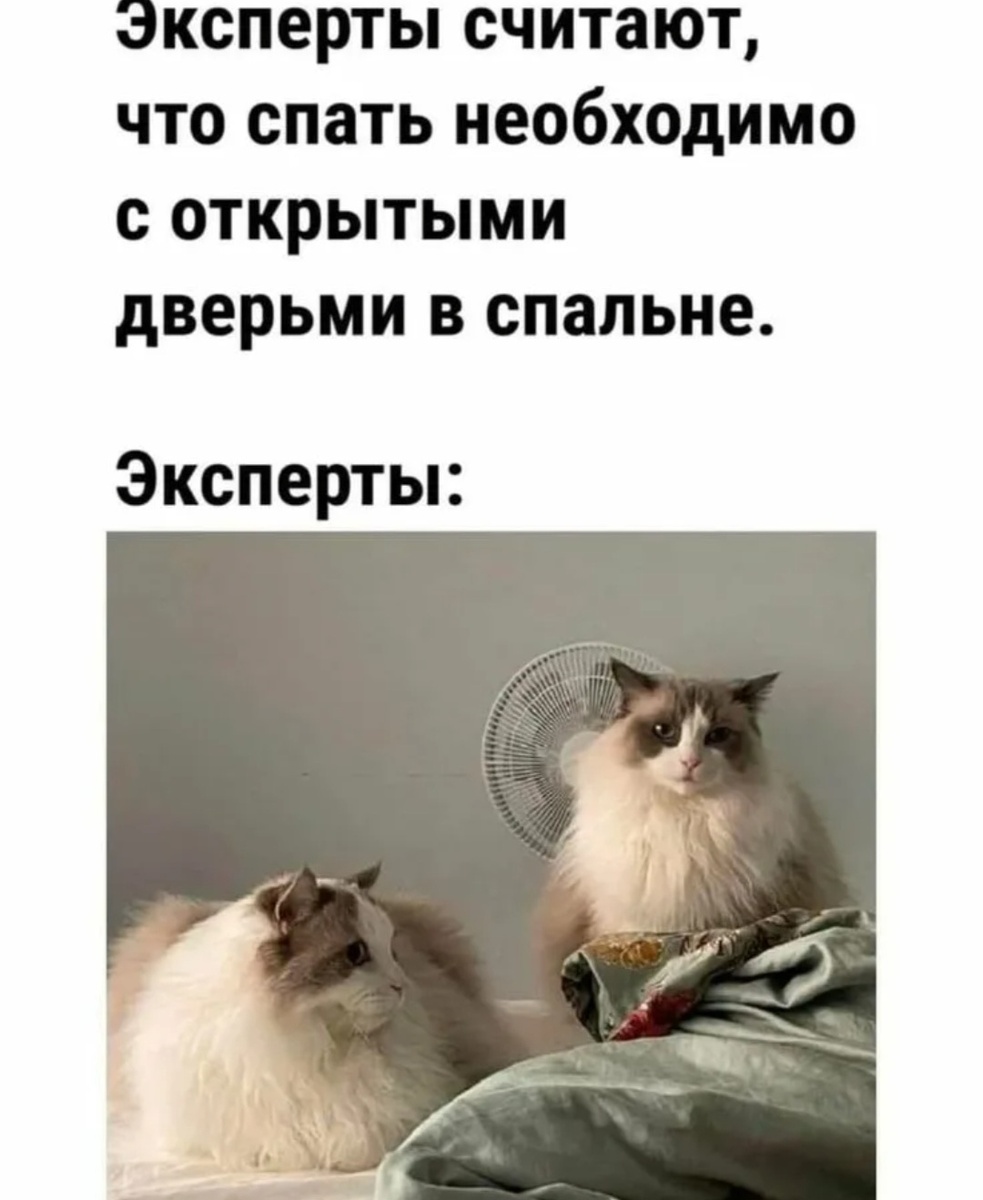 Котики, --взято из интернета с целью ознакомления. 
