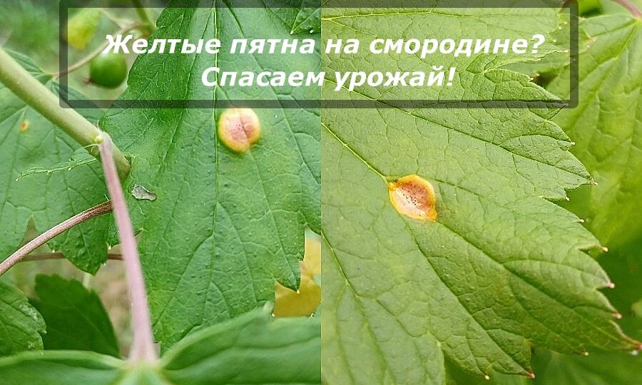 Желтые пятна на смородине — не приговор: спасаем урожай за 2 шага