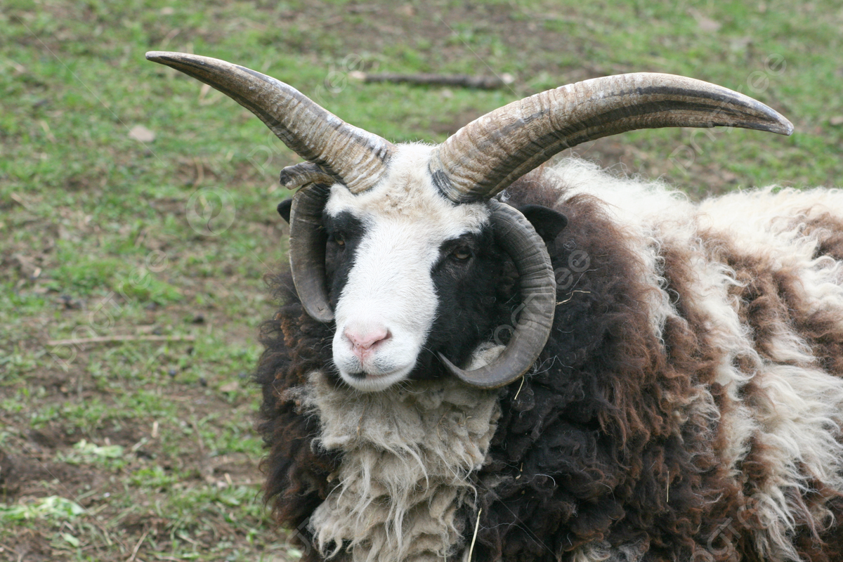 Фото с сайта: https://ru.pngtree.com/freebackground/a-magnificent-ram-with-four-horns-standing-on-a-lush-green-field-photo_9668802.html
