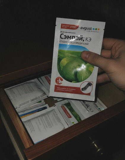 Дырки на капусте и белые бабочки: 2 копеечных средства, чтобы гусеницы не сожрали кочаны