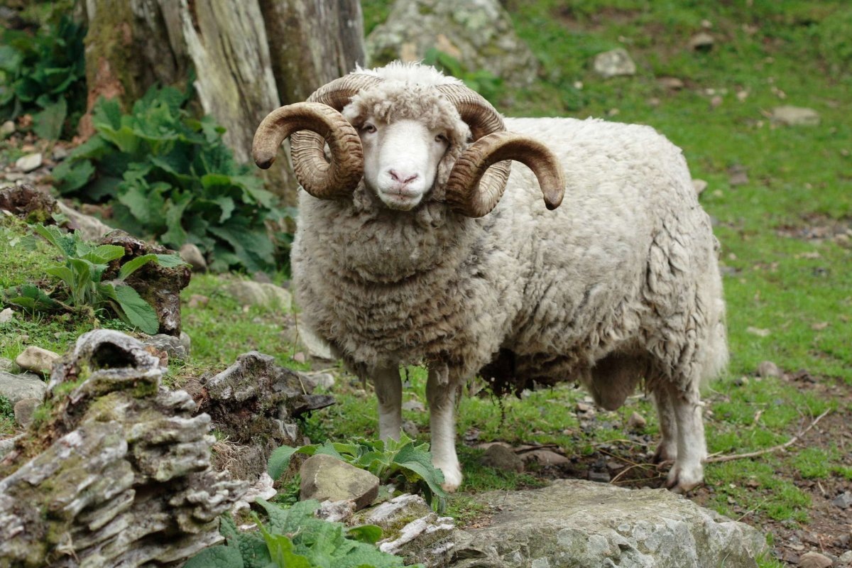 Фото с сайта: https://animals.pibig.info/24542-seryj-baran.html