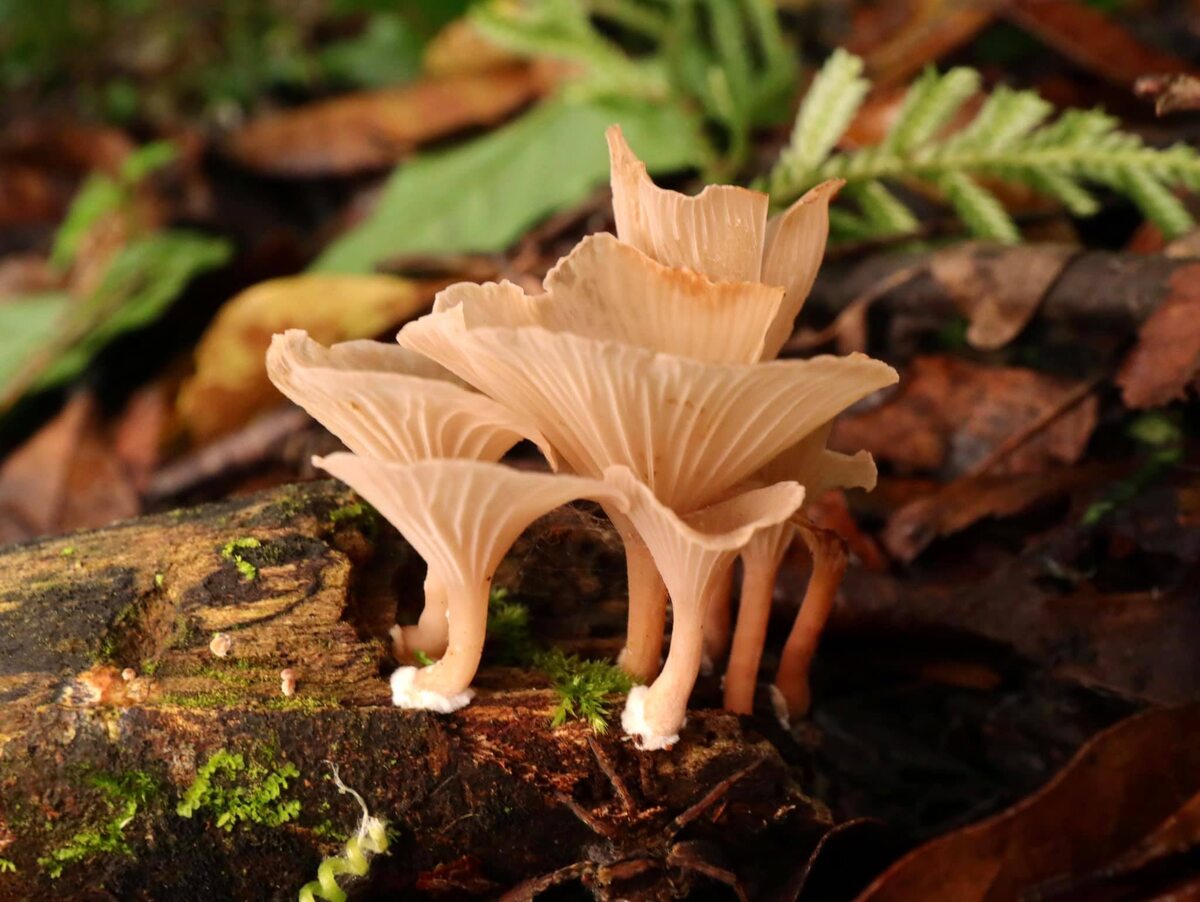 Съедобный гриб Trogia infundibuliformis