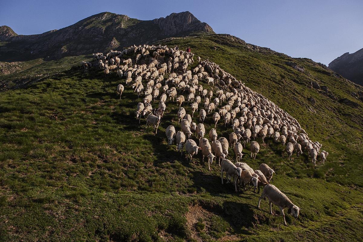 Фото с сайта: https://borauhermanos.com/entre-2-y-3-kilos-de-hierba-seca-limpiaria-una-oveja-pastando-en-el-monte/