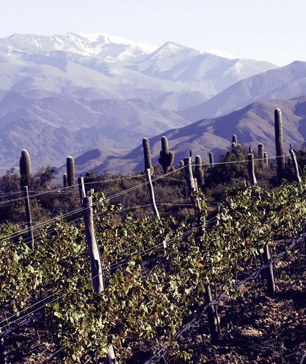 Фото с сайта https://bodegacolome.com/