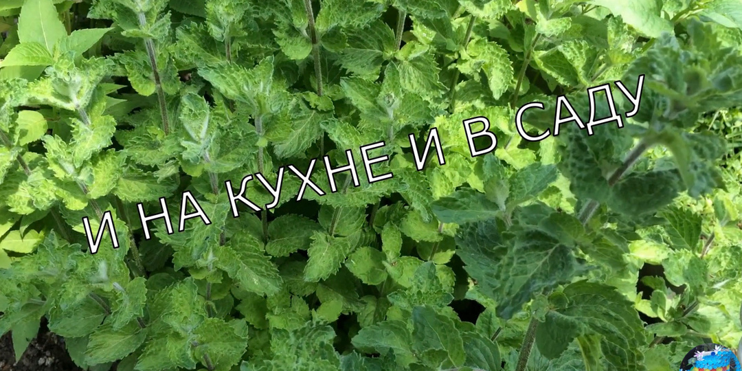 Мята/ мелисса. Заготовка и хранение трав на зиму. Ароматный чай круглый год.