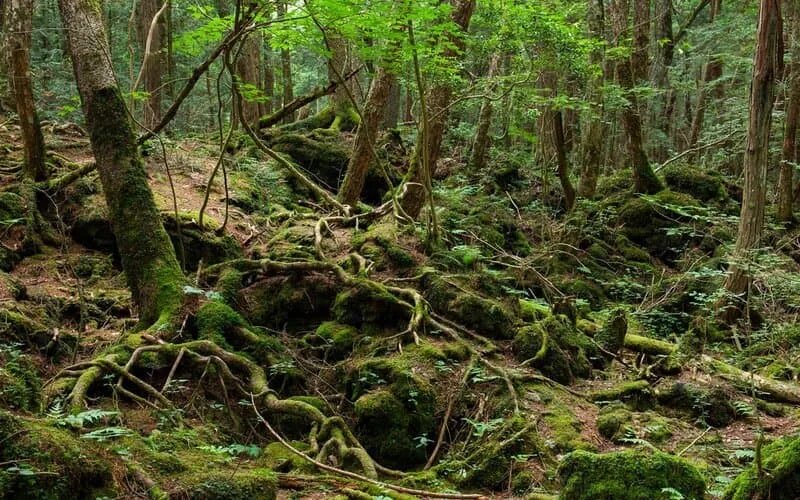Корни деревьев Аокигахары, расползающиеся по лавовому камню. Уйти вглубь невозможно, так как под тонким слоем почвы сплошной базальт 