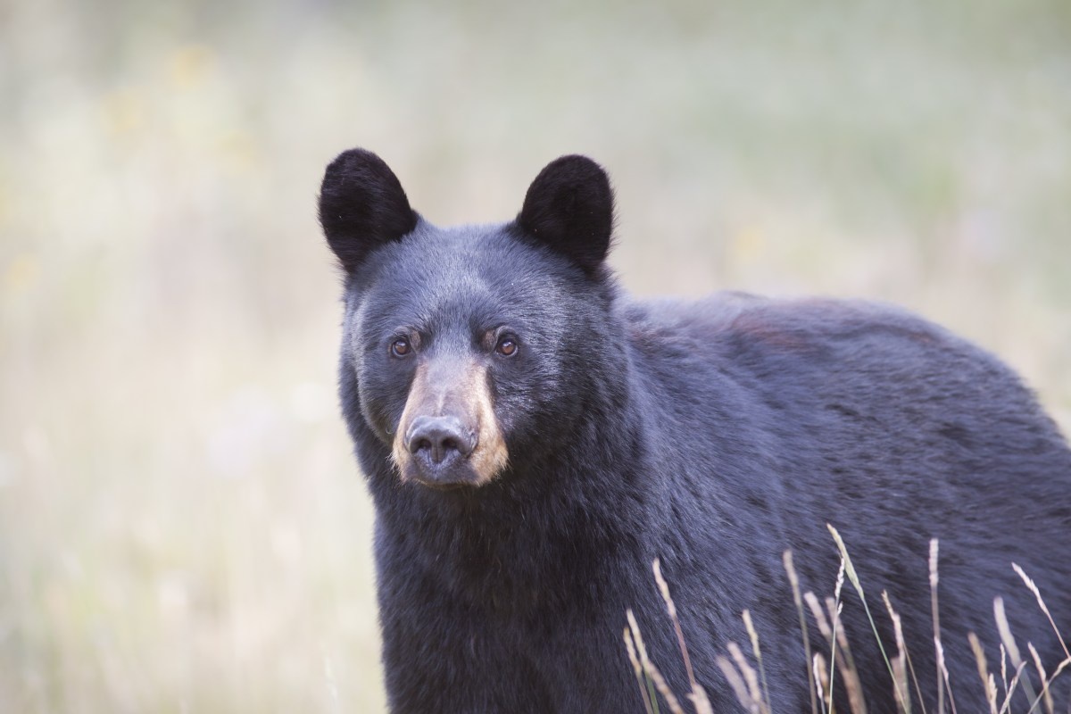 Фото с сайта: https://www.newsweek.com/black-bear-crashes-wedding-heart-stopping-viral-video-tiktok-1642230