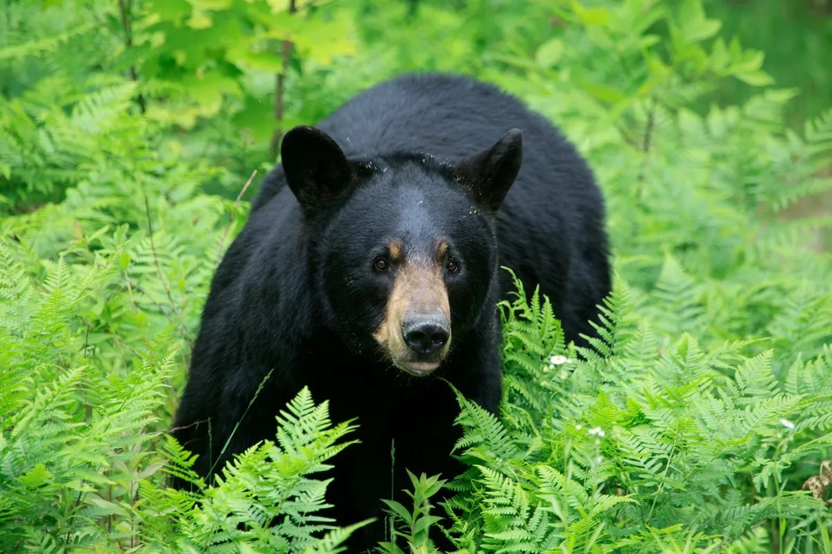 Фото с сайта: https://www.discoverwildlife.com/animal-facts/mammals/facts-about-spirit-bear