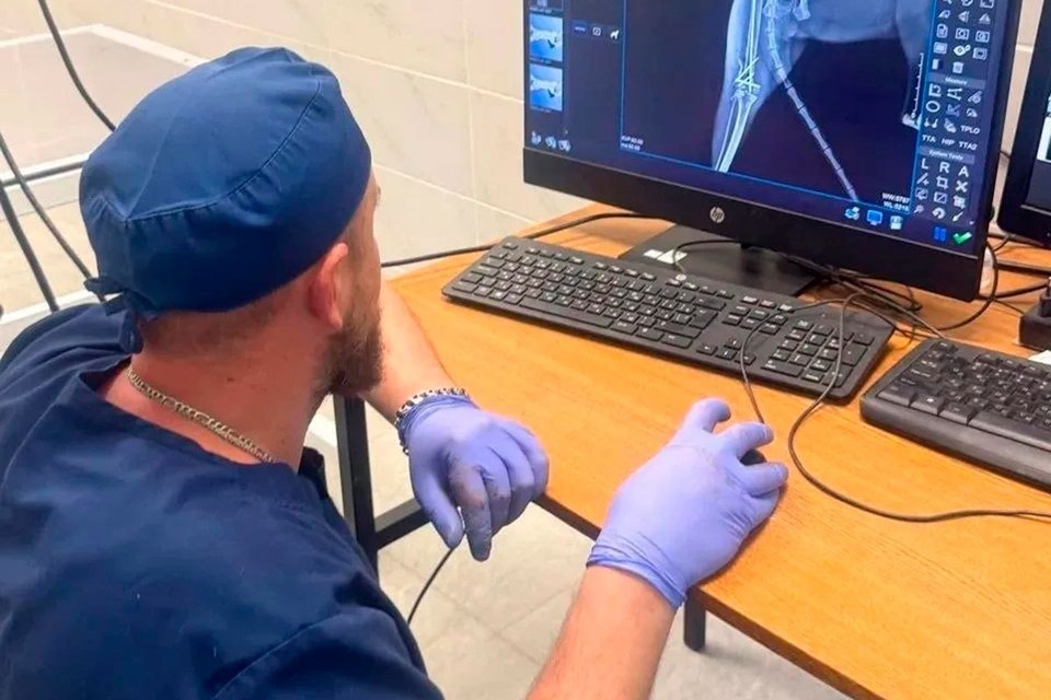    Столичные ветеринары за одно утро спасли сразу двух животных, которые выпрыгнули из окон. Фото: Сеть государственных ветклиник Москвы ГБУ «Мосветобъединение»