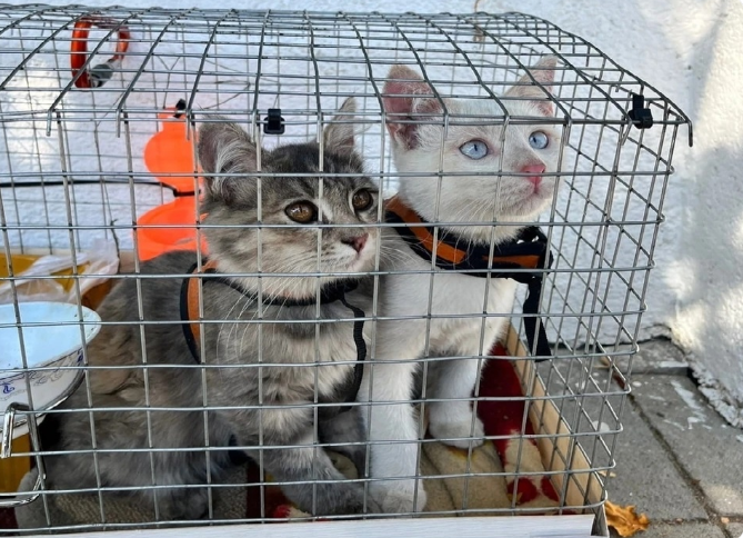 На проезжей части стояла клетка с брошенными котятами: внутри оказалось то, от чего у людей сжалось сердце