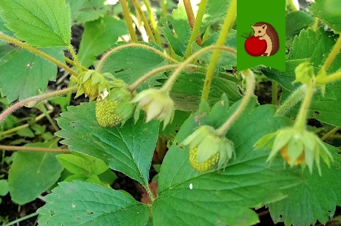 2 любимые подкормки для клубники в период наливания ягод: для крупных, сладких и мясистых ягод