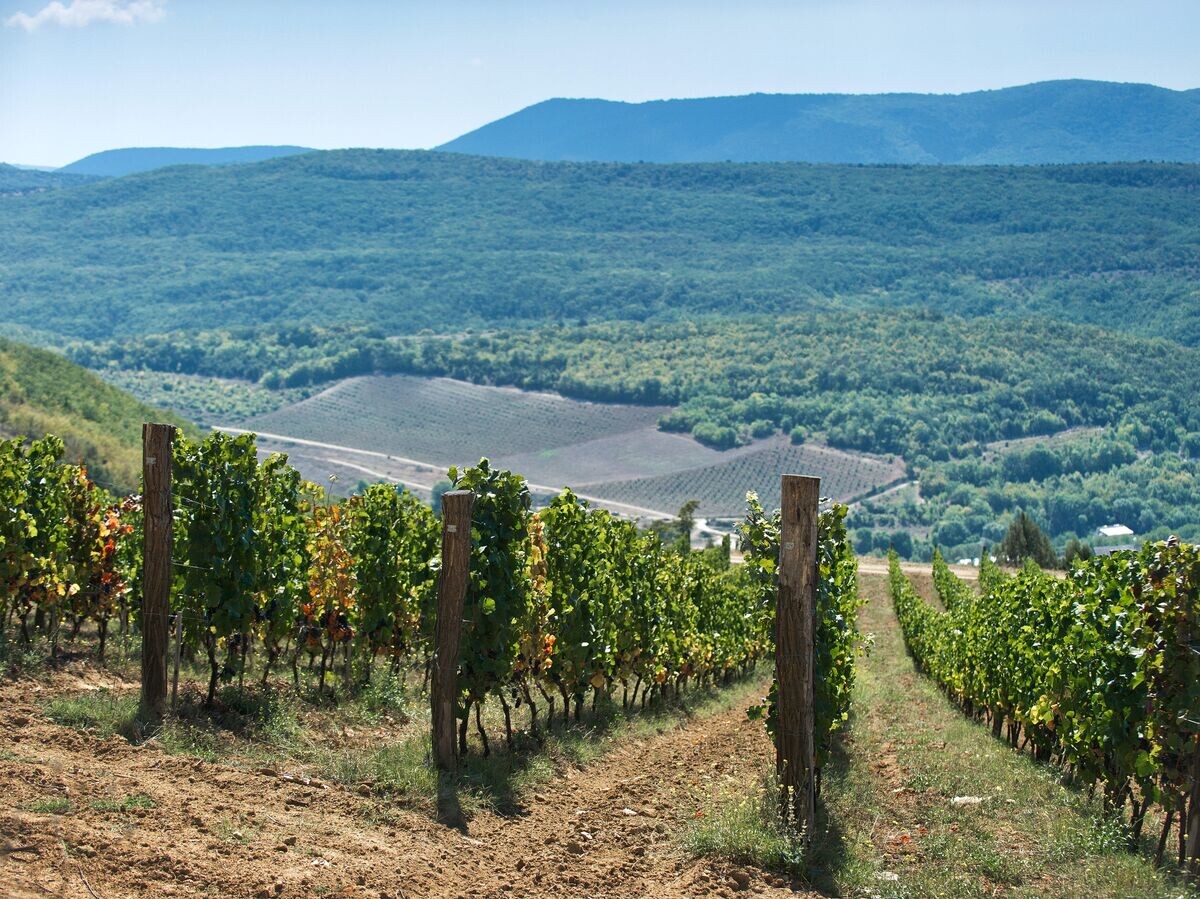    Виноградники винодельческого хозяйства "UPPA Winery" в селе Родное Балаклавского района Севастополя | © РИА Новости / Сергей Мальгавко
