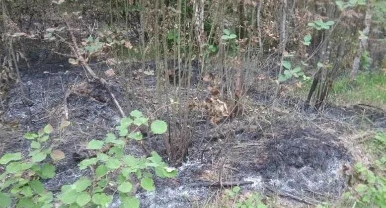    Комитет лесного хозяйства Московской области