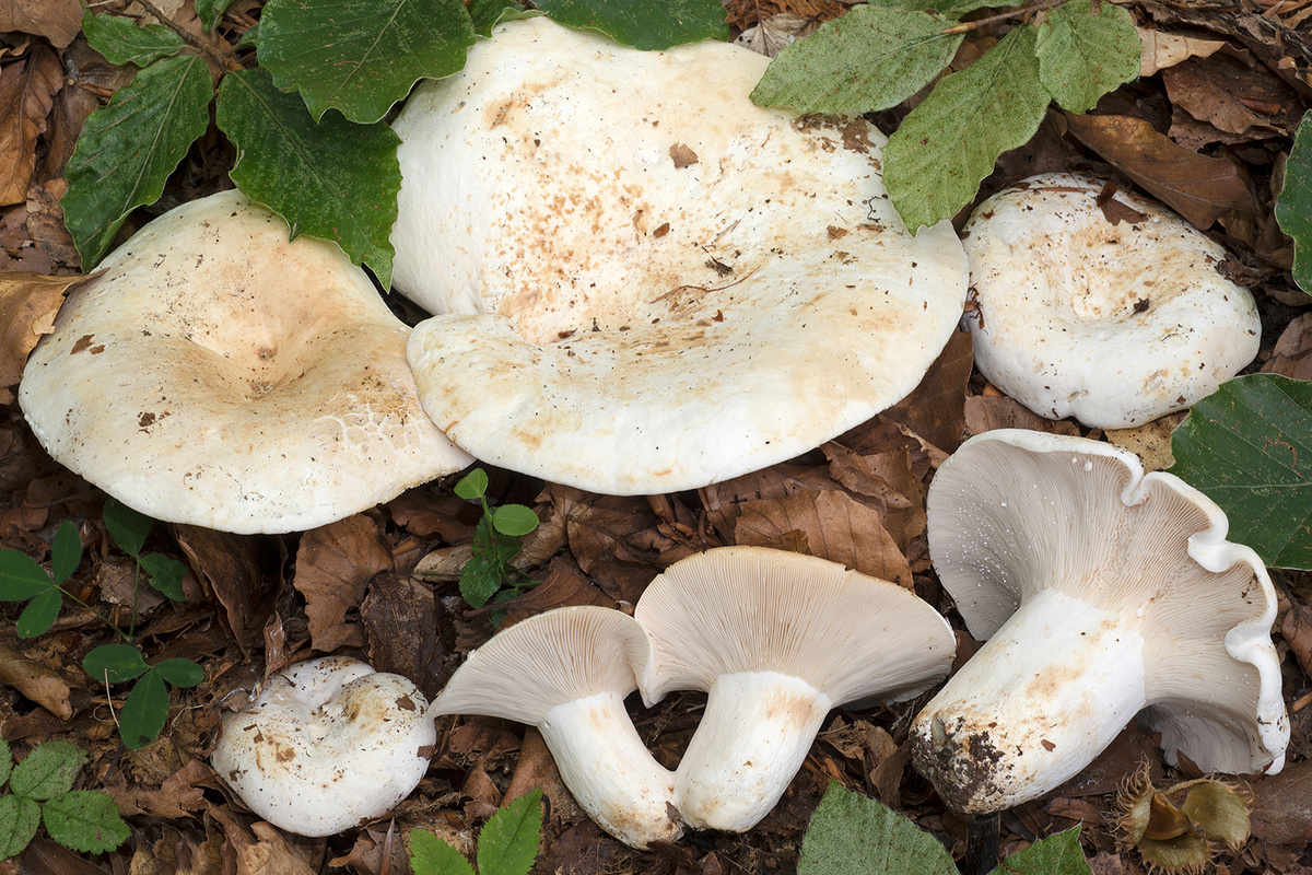 Груздь сизоватый (Lactifluus glaucescens)