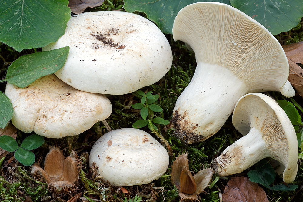 Груздь сизоватый (Lactifluus glaucescens)