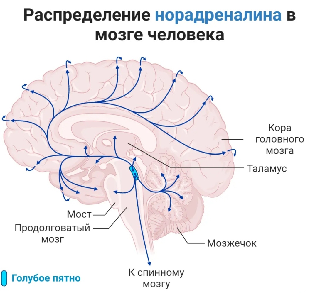 Используется картинка с сайта BioRender. com
