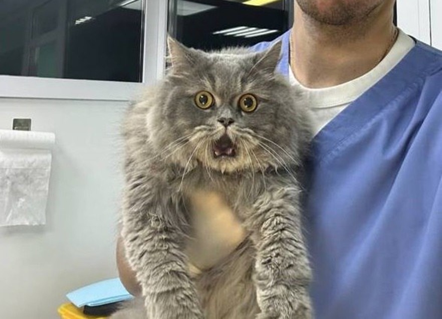 Реакция кота