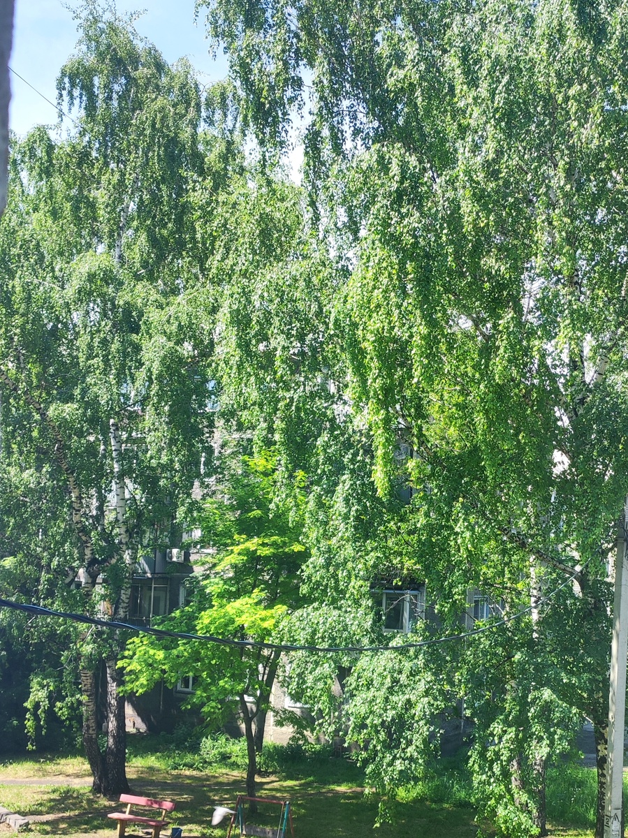 Фото автора. Моё утро 