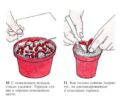 Как выращивать растения для оформления цветника