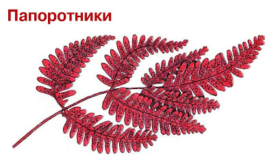 Как выращивать папоротники