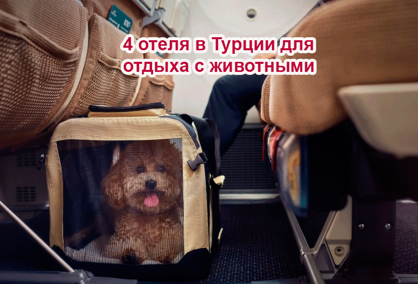 4 отеля в Турции для отдыха с животными
