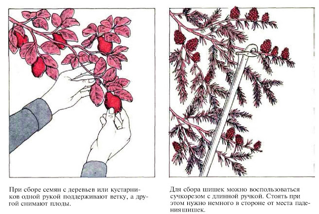 Как покупать и собирать семена