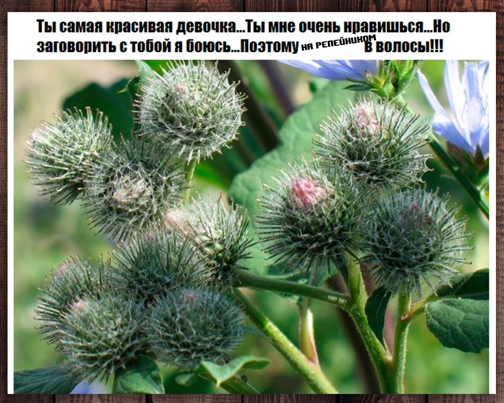 Фото с просторов интернета