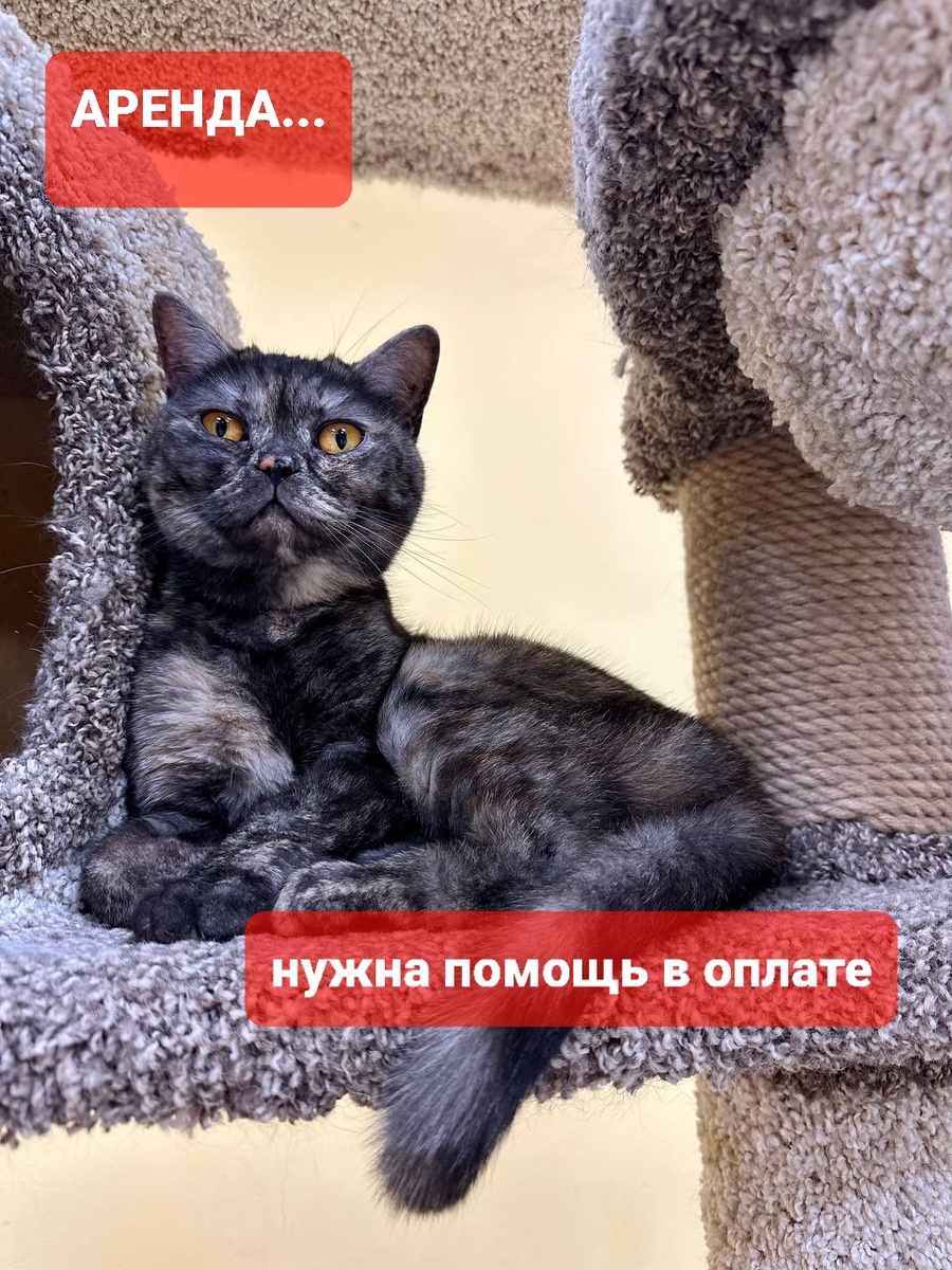Кнопа