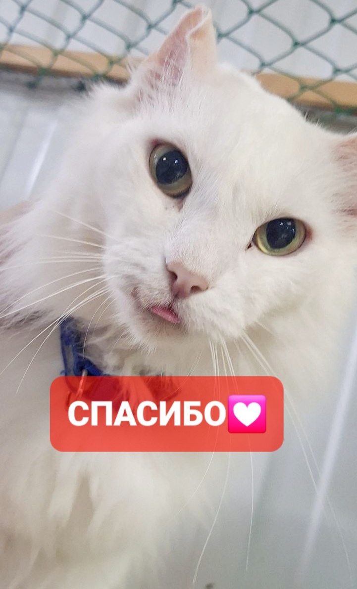 Лютик. 
