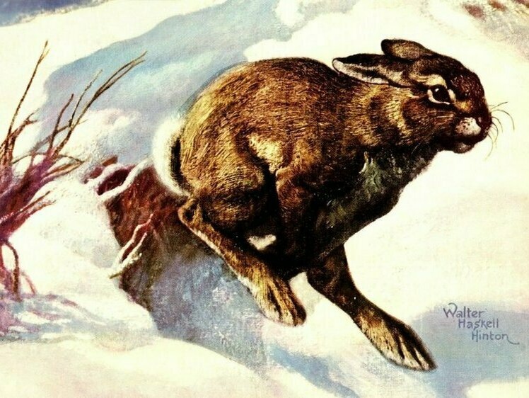     Иллюстрация Outdoorlife.com