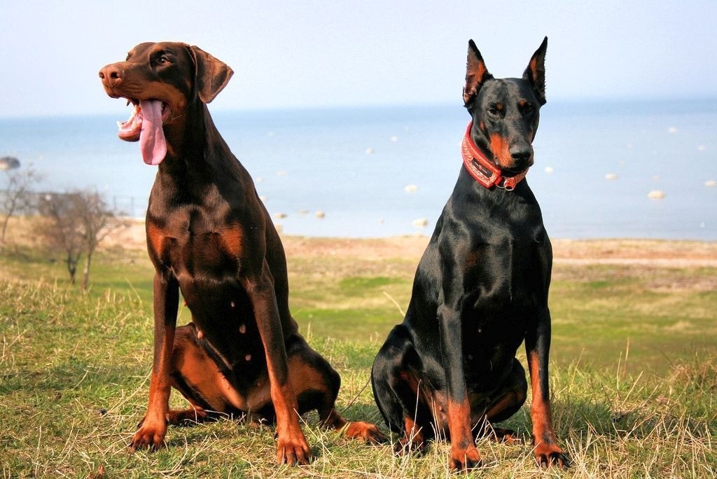 Слева - «природный» доберман, справа - купированный. Источник: http://kot-pes.com