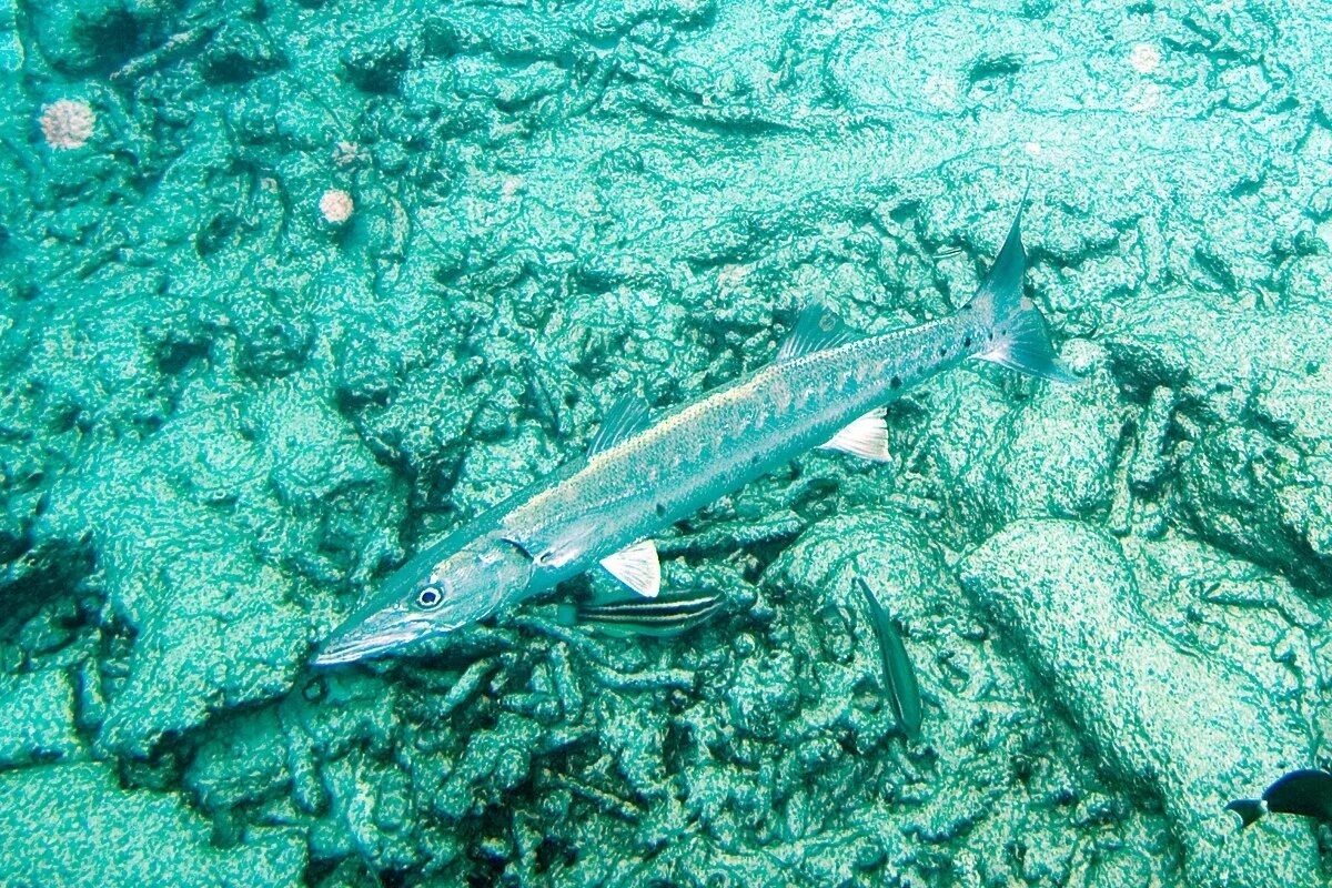 Фото с сайта: https://commons.wikimedia.org/wiki/File:Great_barracuda_Sphyraena_barracuda_(3476126289).jpg