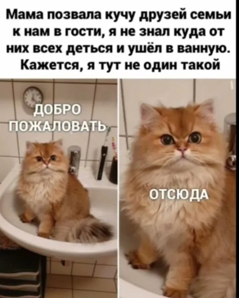 Котик в ванной, --взято из интернета с целью ознакомления. 