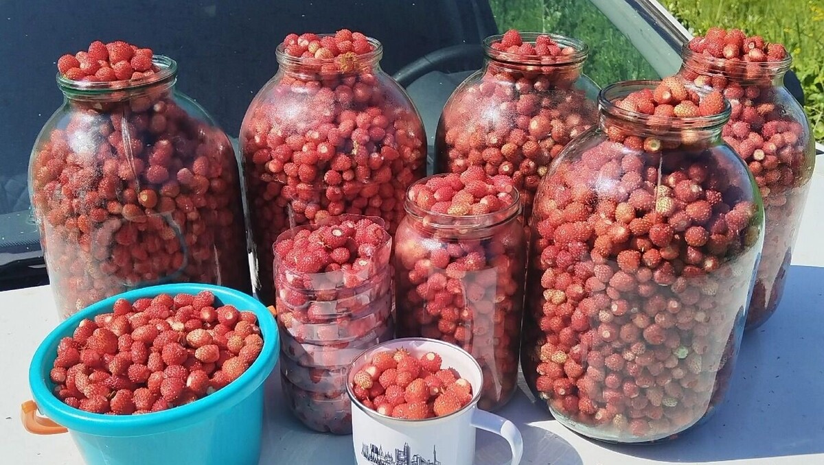    Нижегородцы привозят литры земляники из Кстовского района   Сергей З / Сообщество «Грибы, РыбЫ и Ягоды НН» в VK