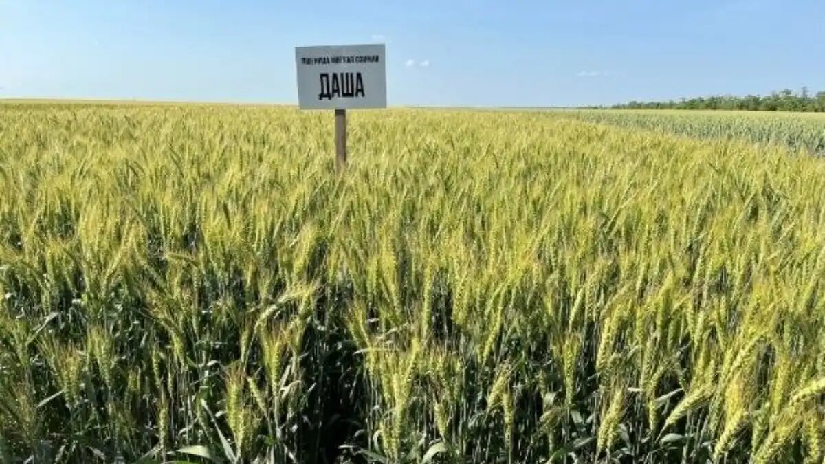 Фото:ФГБНУ «АНЦ «Донской»
Сильная озимая пшеница ДАША внесена в Госреестр